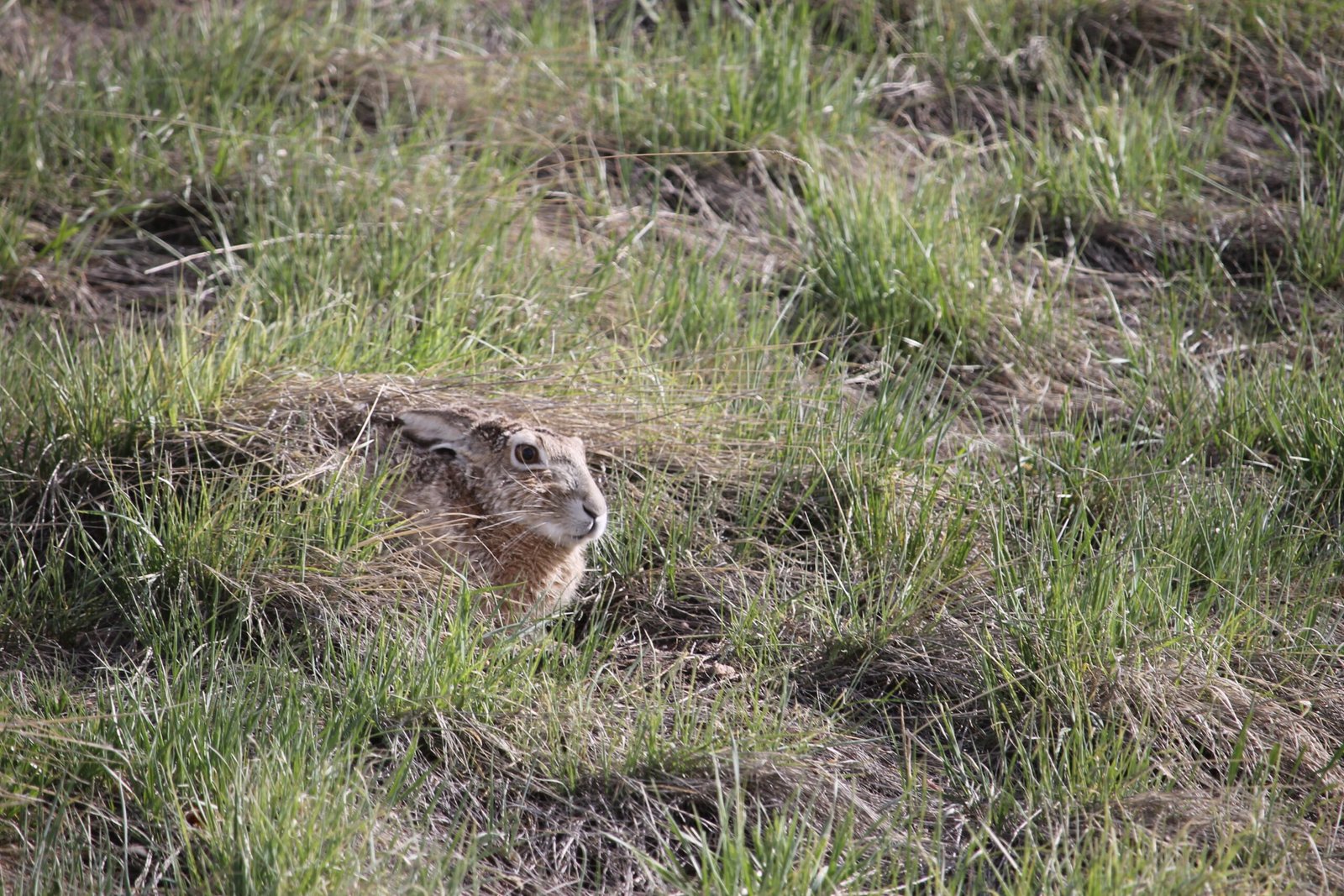 Hiding: Seeking Safety or Solitude? (image credits: wikimedia)