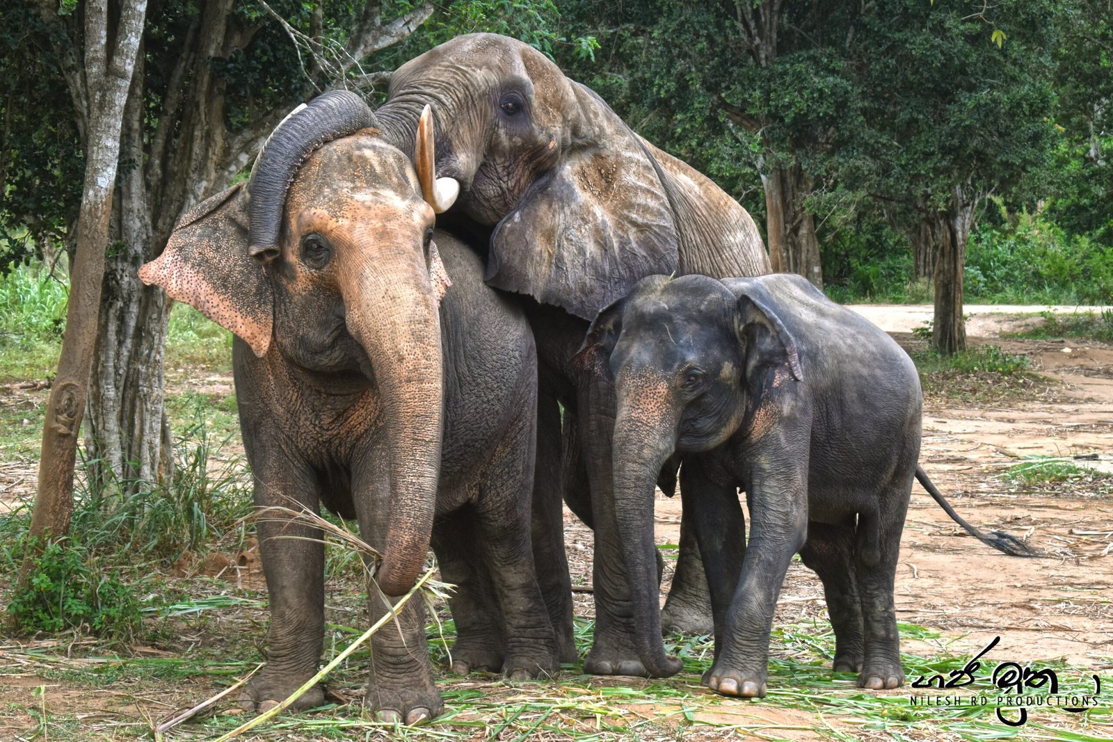 The Majestic Asian Elephant: A Symbol of India’s Wild Heritage (image credits: wikimedia)