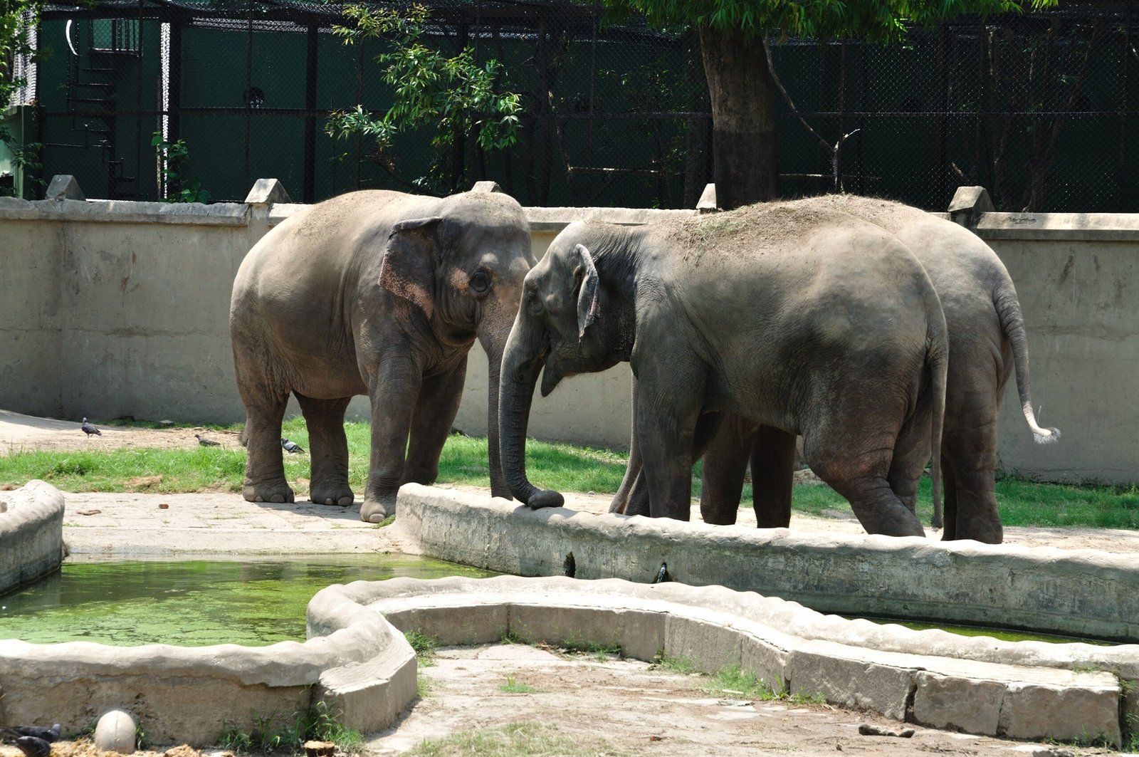 Where the Giants Roam: Key Elephant Habitats in India (image credits: wikimedia)