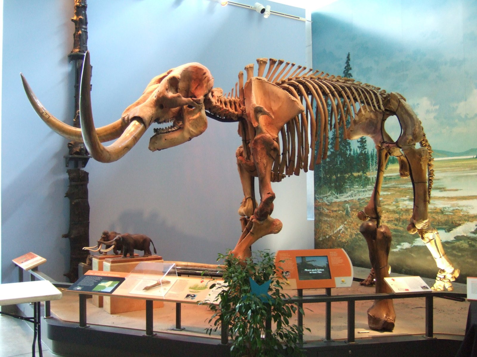 The Arrival of Mammoths and Mastodons (image credits: wikimedia)