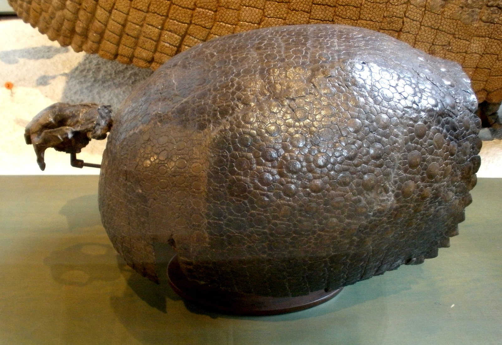 Glyptodonts: The Armored Tanks of Prehistoric Florida (image credits: wikimedia)