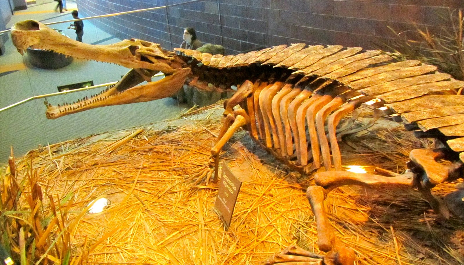 Prehistoric Alligators and Crocodiles (image credits: wikimedia)