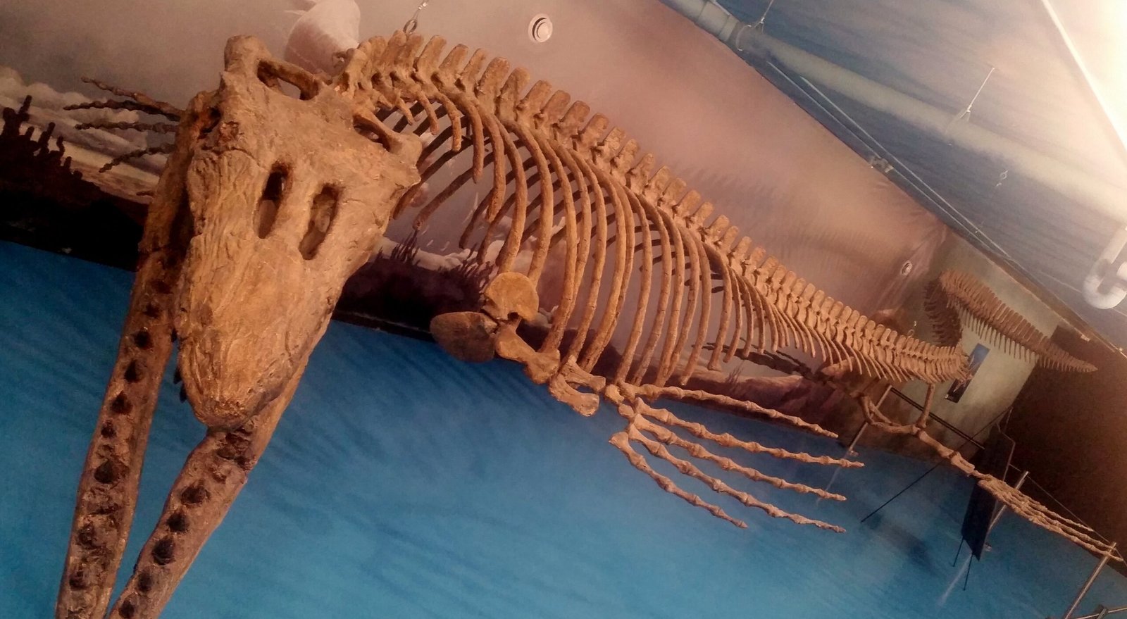 How Fossils Are Discovered in Modern Florida (image credits: wikimedia)