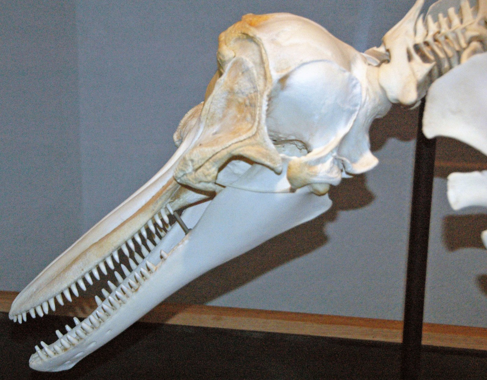 What Ancient Florida Teaches Us About Extinction (image credits: wikimedia)