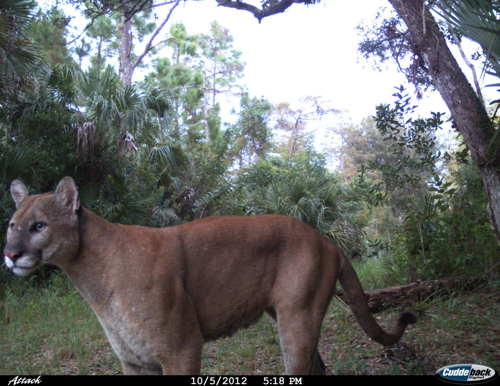 Modern Remnants: The Wildlife of Today’s Florida (image credits: wikimedia)