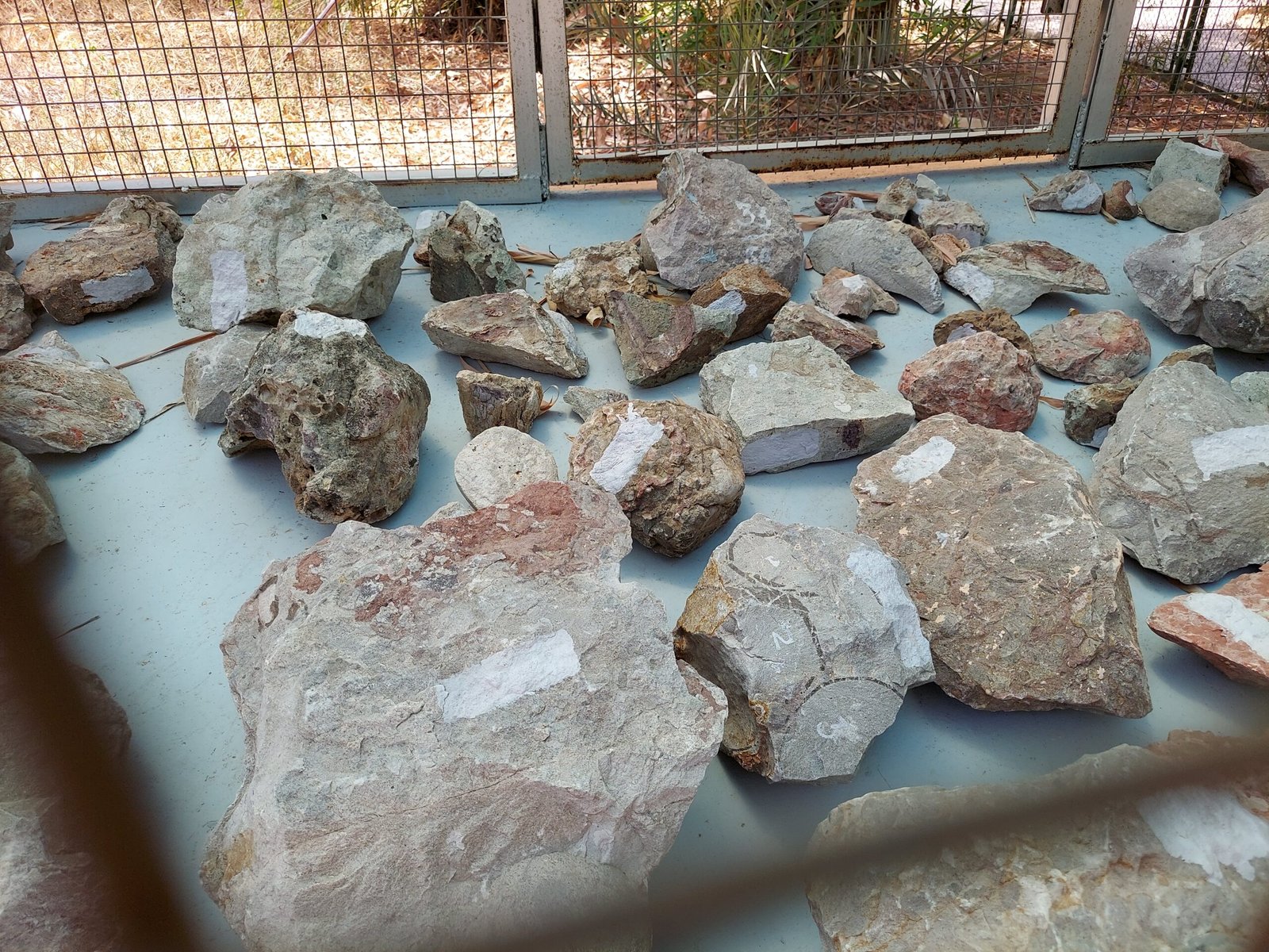 Unearthing the Past: Florida’s Fossil Festivals and Museums (image credits: wikimedia)