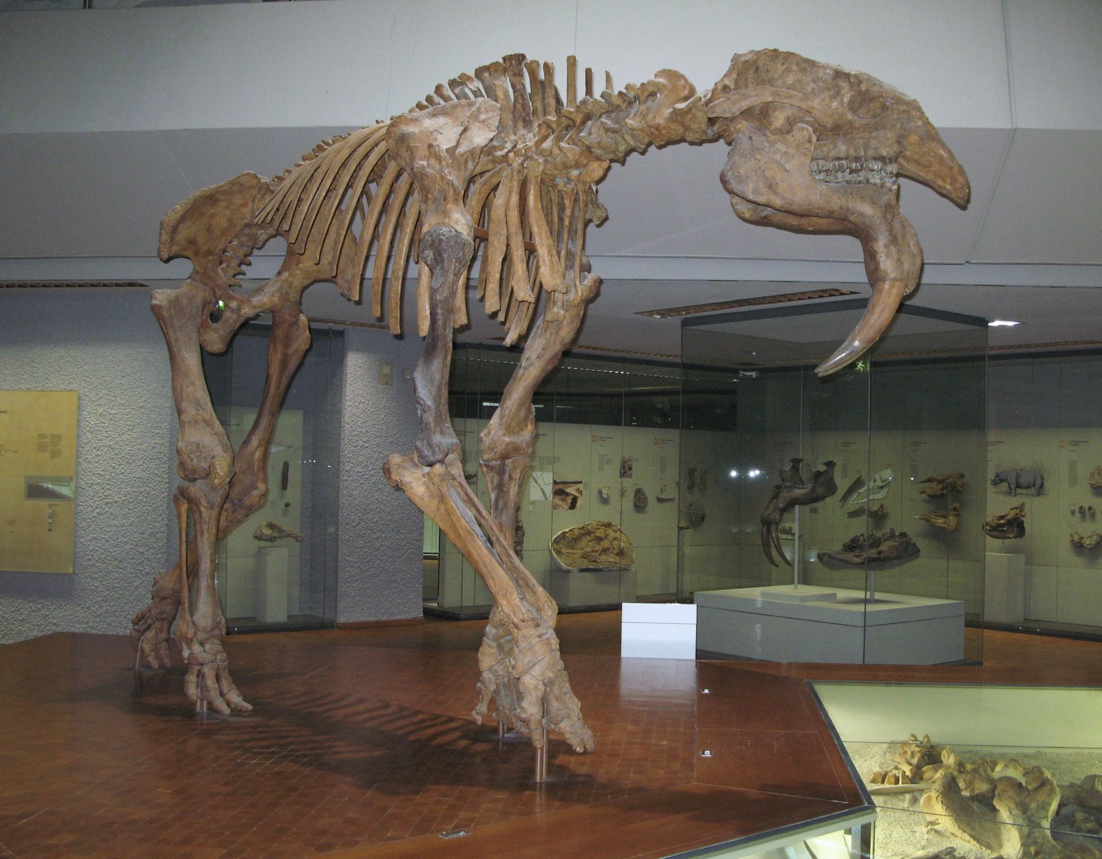 Why Florida’s Prehistoric Giants Still Matter (image credits: wikimedia)