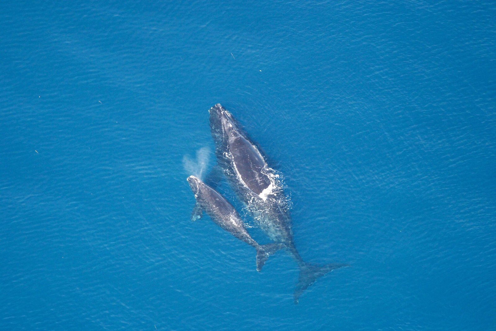 Superpowers of Sound: How Far Can a Whale’s Voice Travel? (image credits: wikimedia)