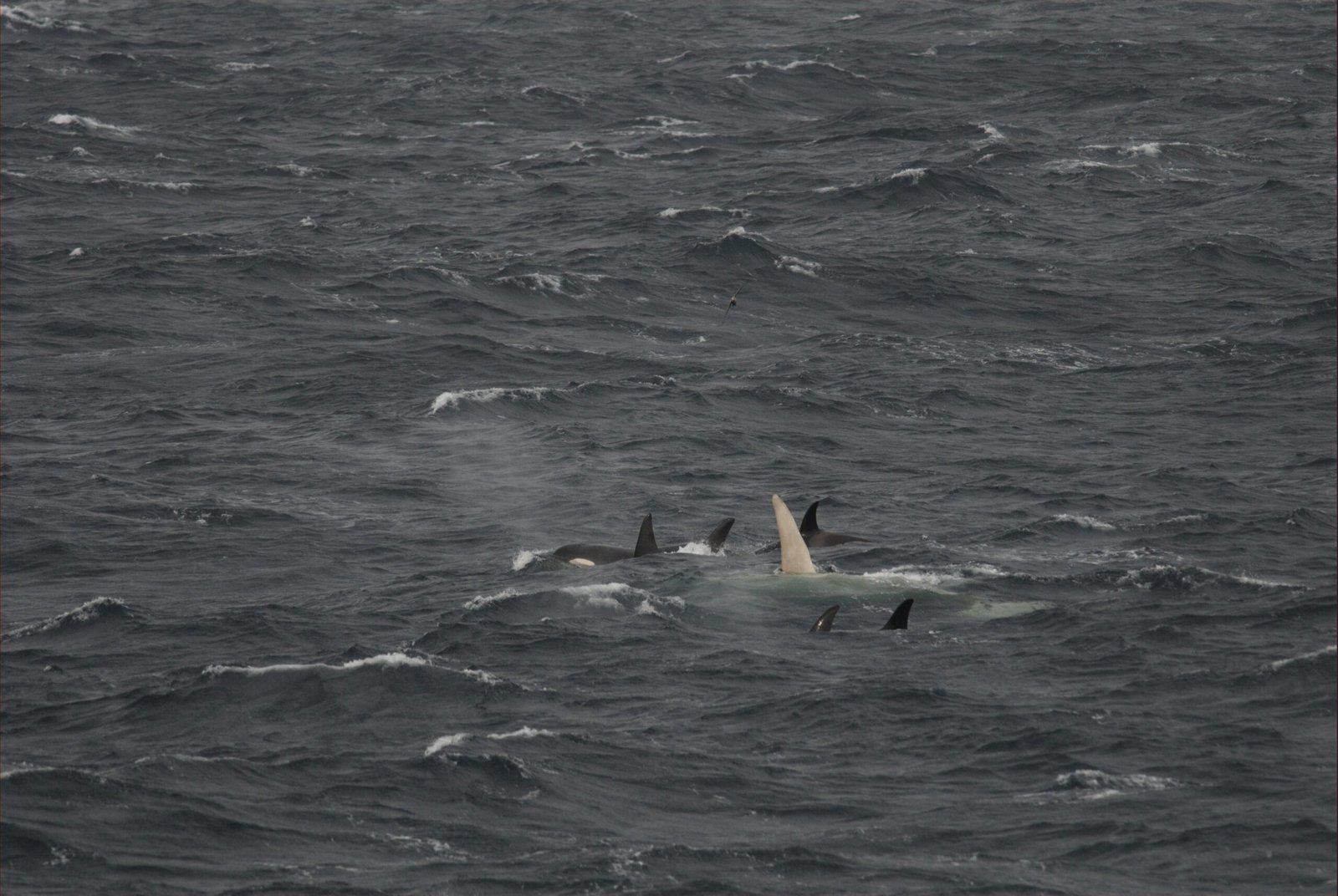 When Whales and Humans Collide (image credits: wikimedia)