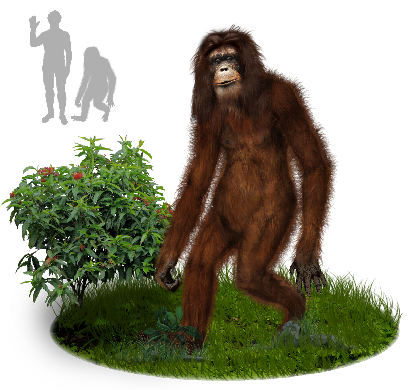 Comparisons to Other Global Cryptids (image credits: wikimedia)