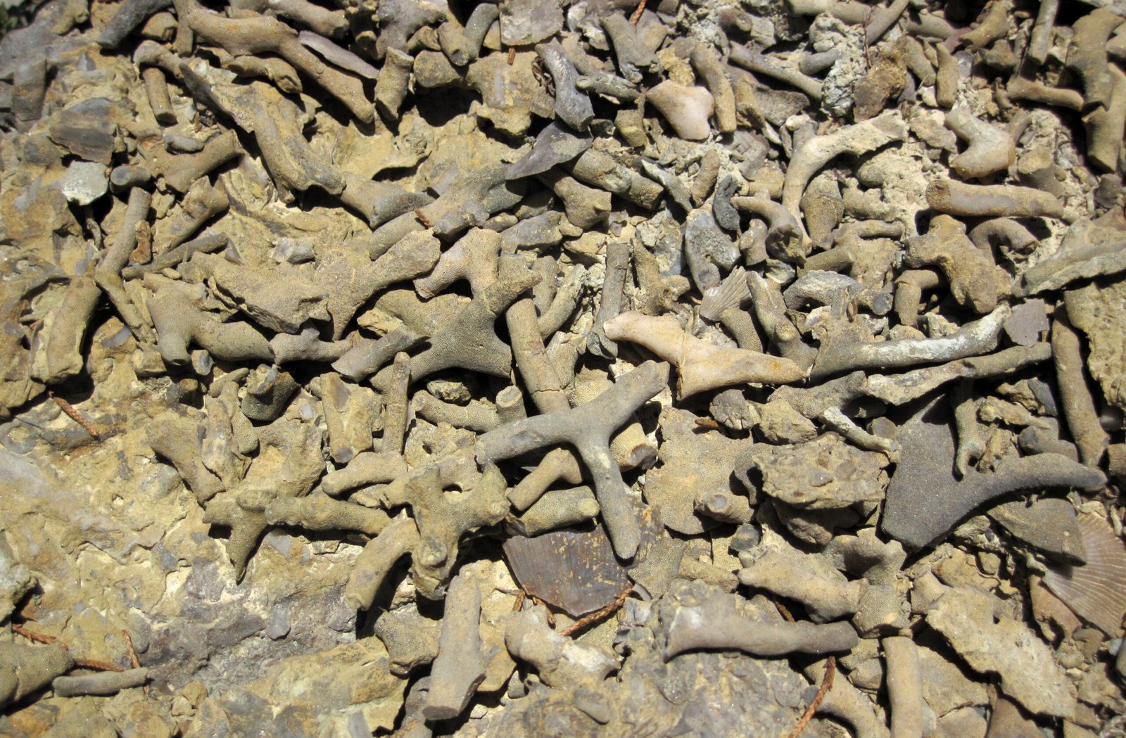 What Fossils Reveal About Ancient Oceans (image credits: wikimedia)