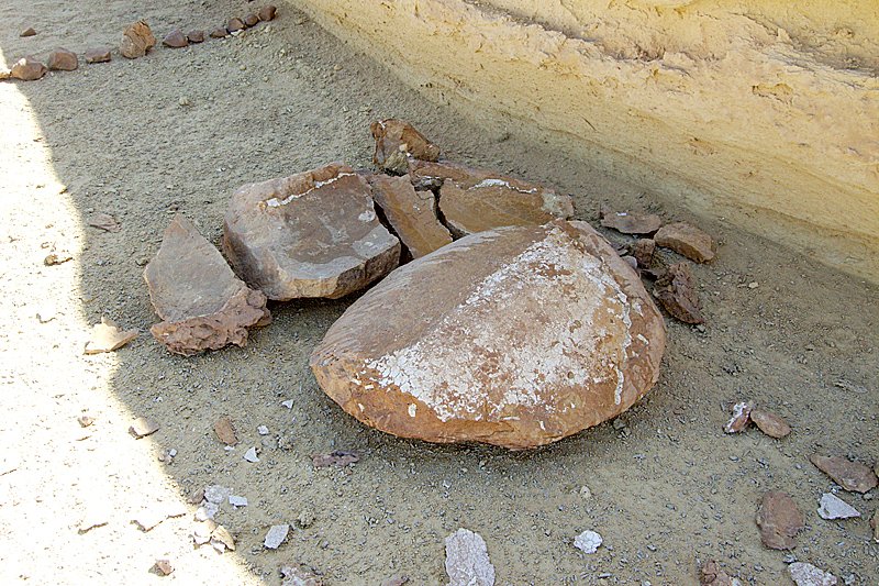 The Human Connection to Ancient Whales (image credits: wikimedia)