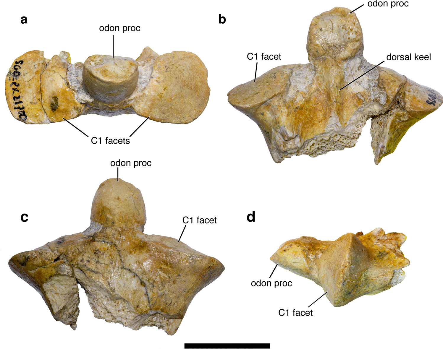 Unexpected Fossil Finds: Beyond Whales (image credits: wikimedia)