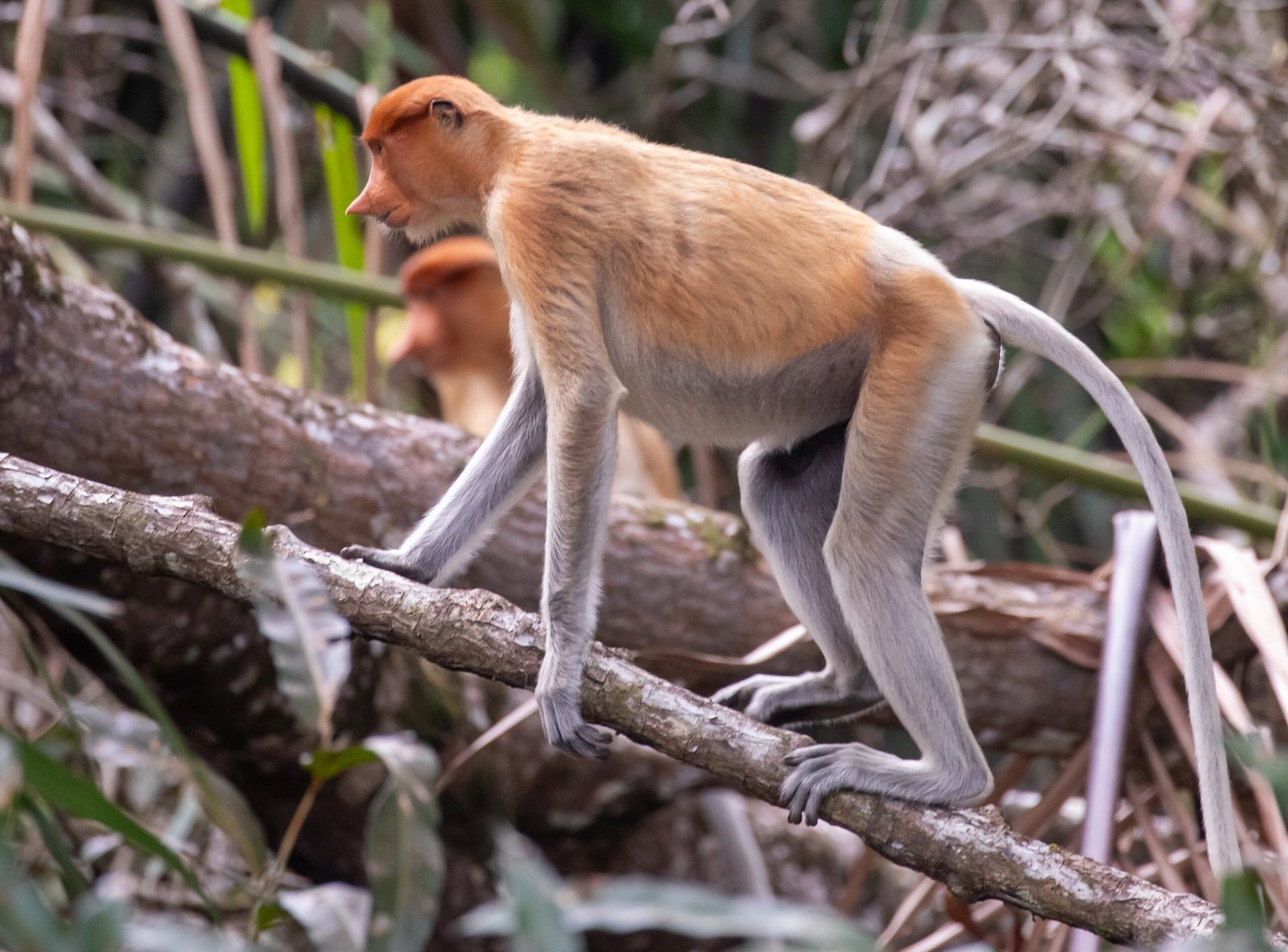 Swimming Champions of the Primate World (image credits: wikimedia)