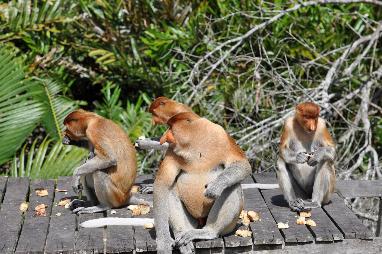 Diet: Masters of the Mangrove Buffet (image credits: wikimedia)