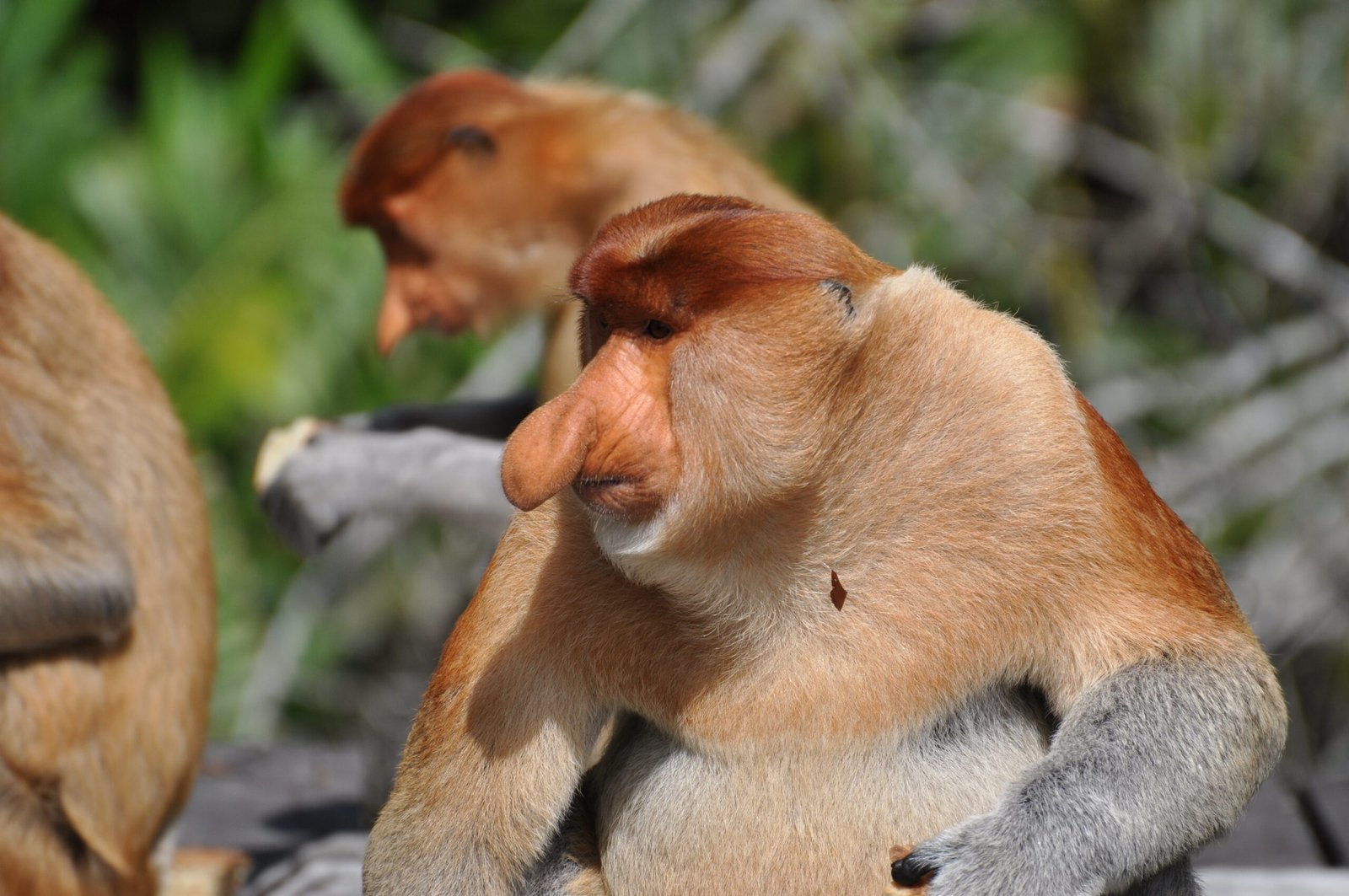 Social Structure: Troops and Tensions (image credits: wikimedia)