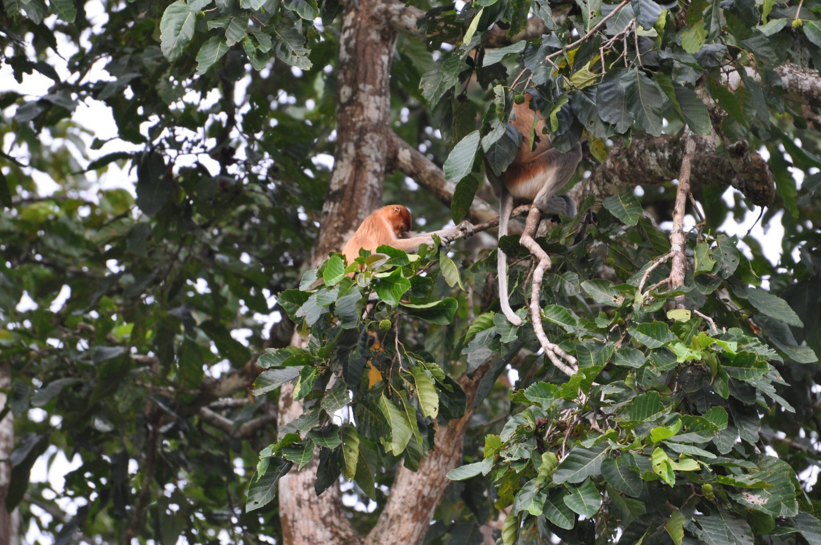 Reproduction: A Nose for Romance (image credits: wikimedia)