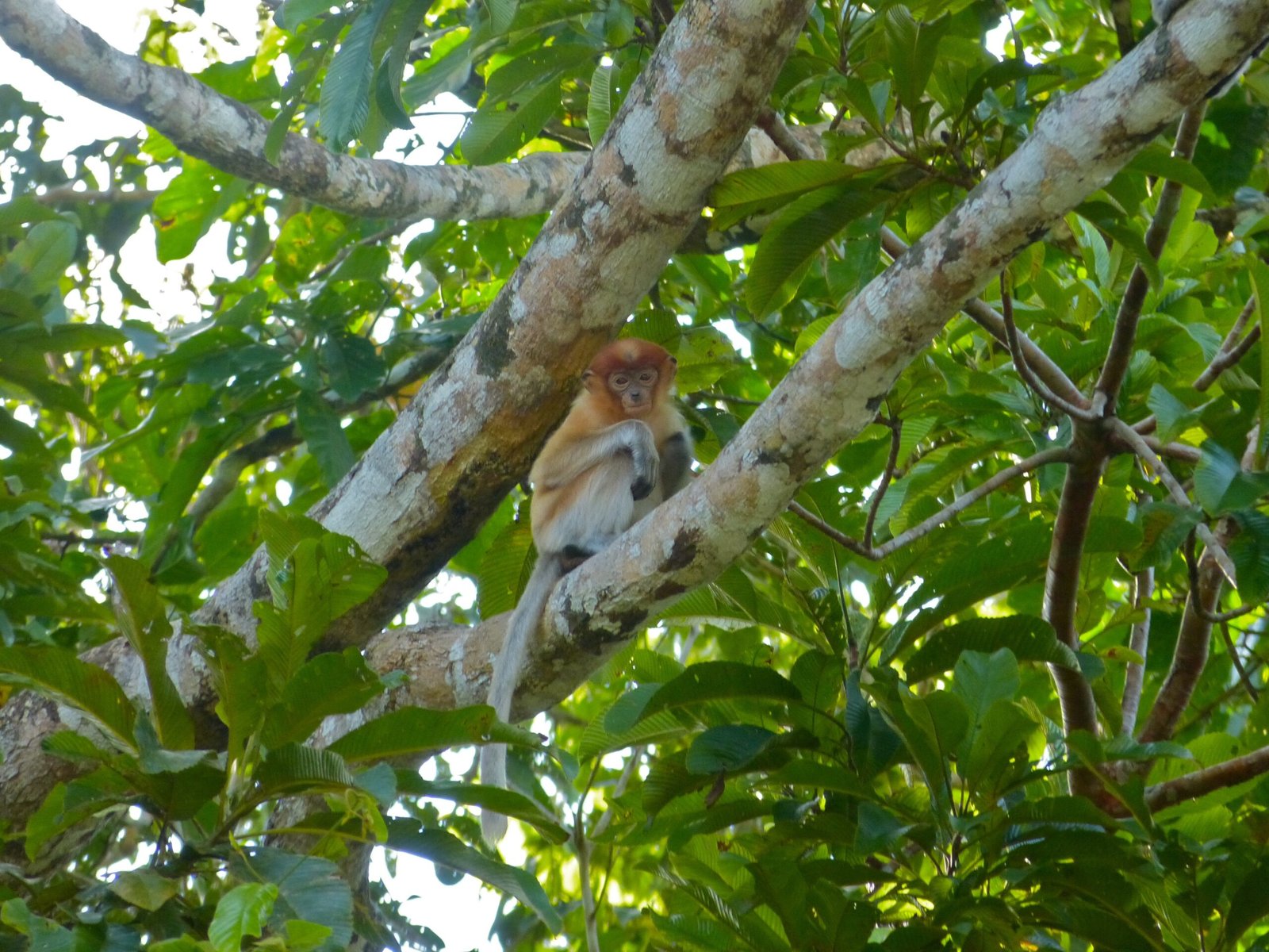 Infancy and Growing Up in the Trees (image credits: wikimedia)