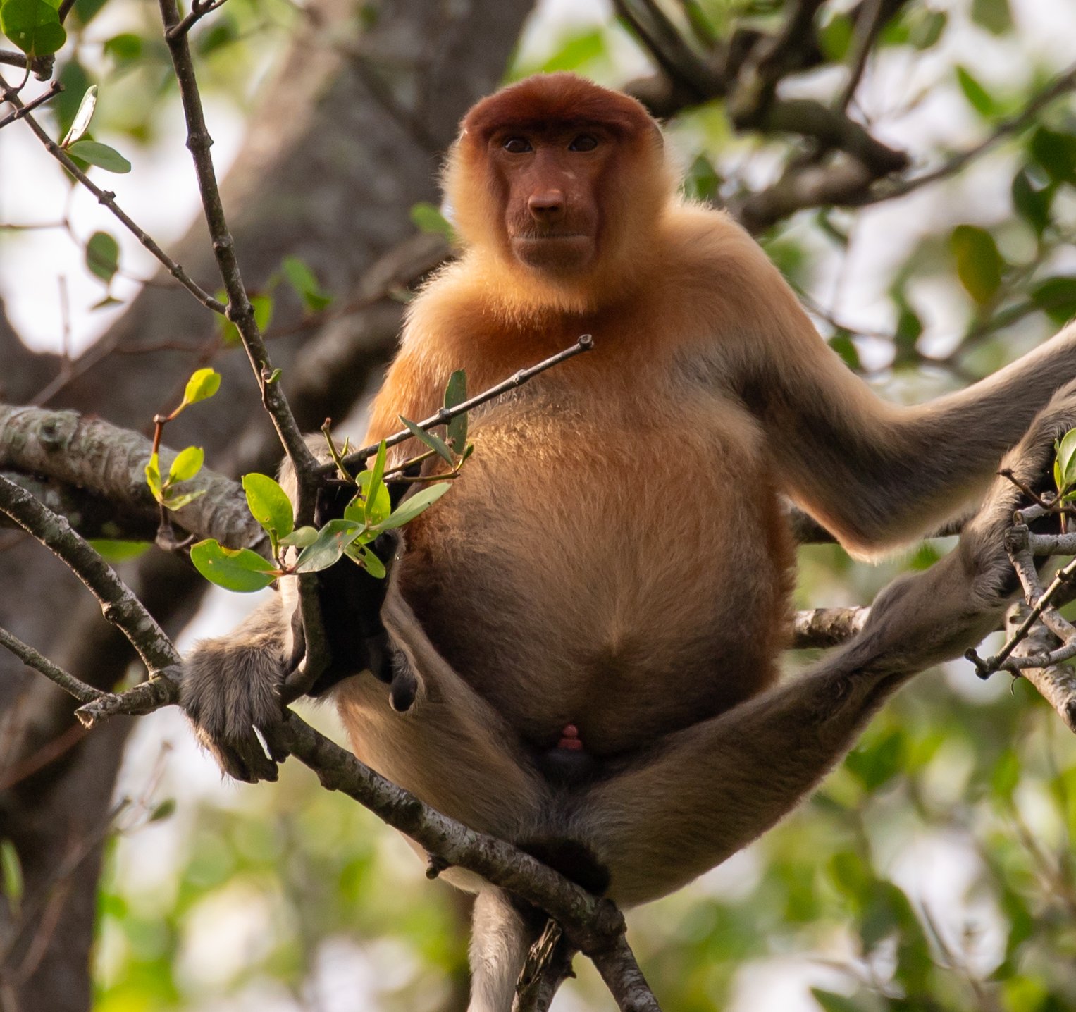 Interactions with Humans: Caution and Curiosity (image credits: wikimedia)