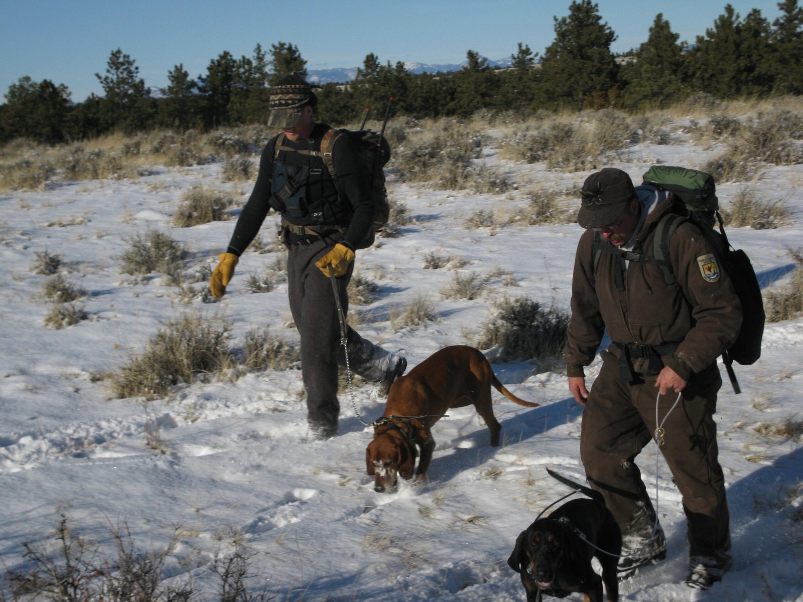 Nature’s Detectives: Watching the Wild (image credits: wikimedia)