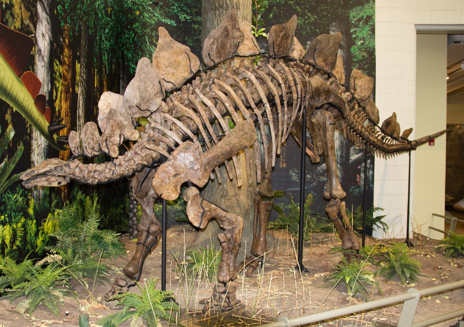The Birth of a Paleontological Legend (image credits: wikimedia)