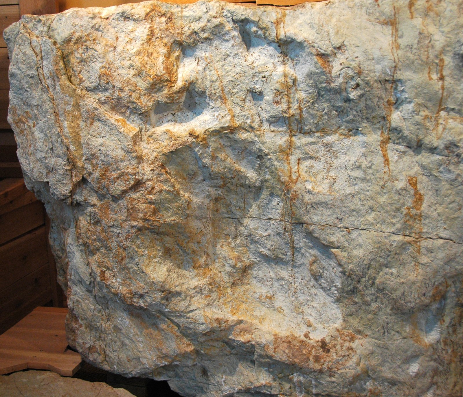 Fossil Evidence and Its Limits (image credits: wikimedia)