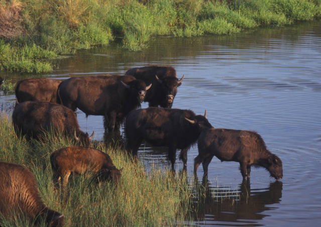 The Shocking Collapse: From Millions to Near Extinction (image credits: wikimedia)