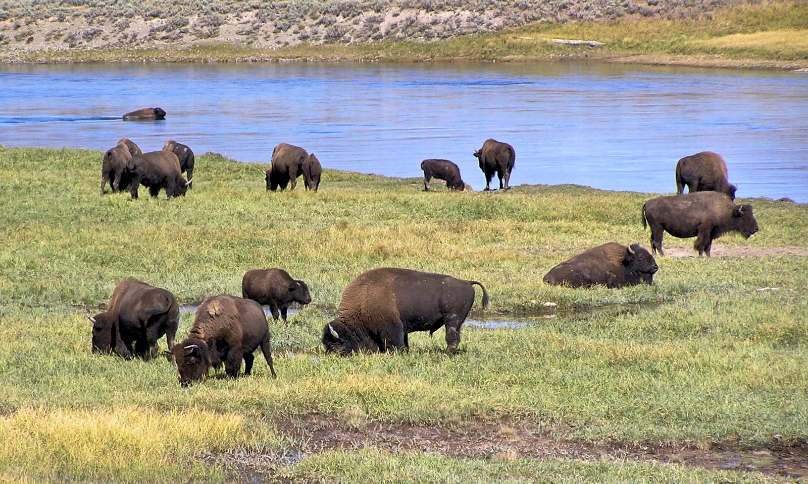 The Yellowstone Miracle: America’s Oldest Herd (image credits: wikimedia)