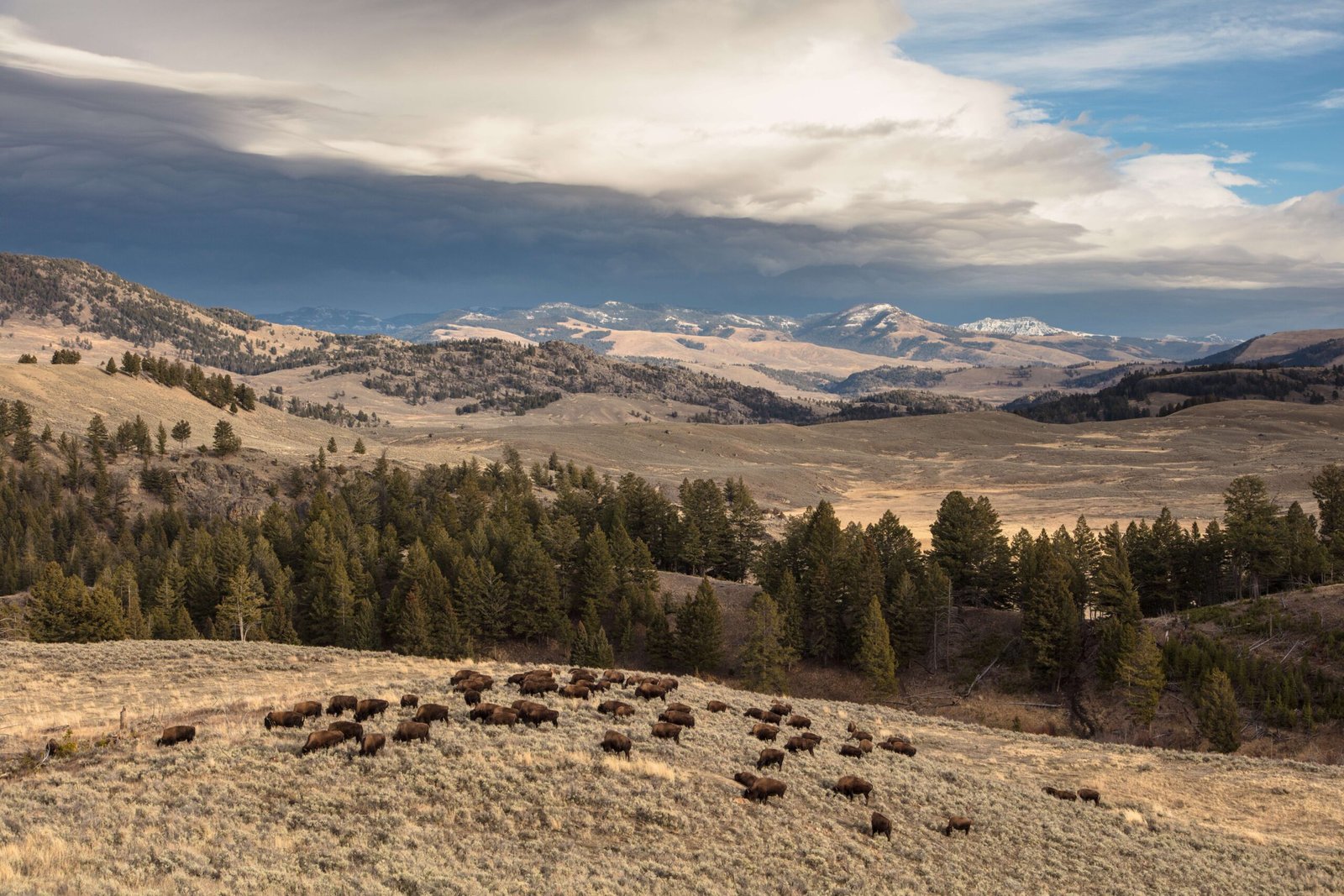 Return to Tribal Lands: The Buffalo Restoration Movement (image credits: wikimedia)