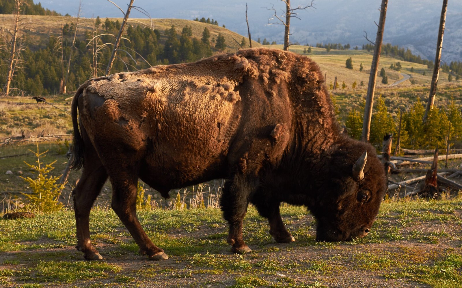 Public Bison Herds: National Parks and Wildlife Refuges (image credits: wikimedia)