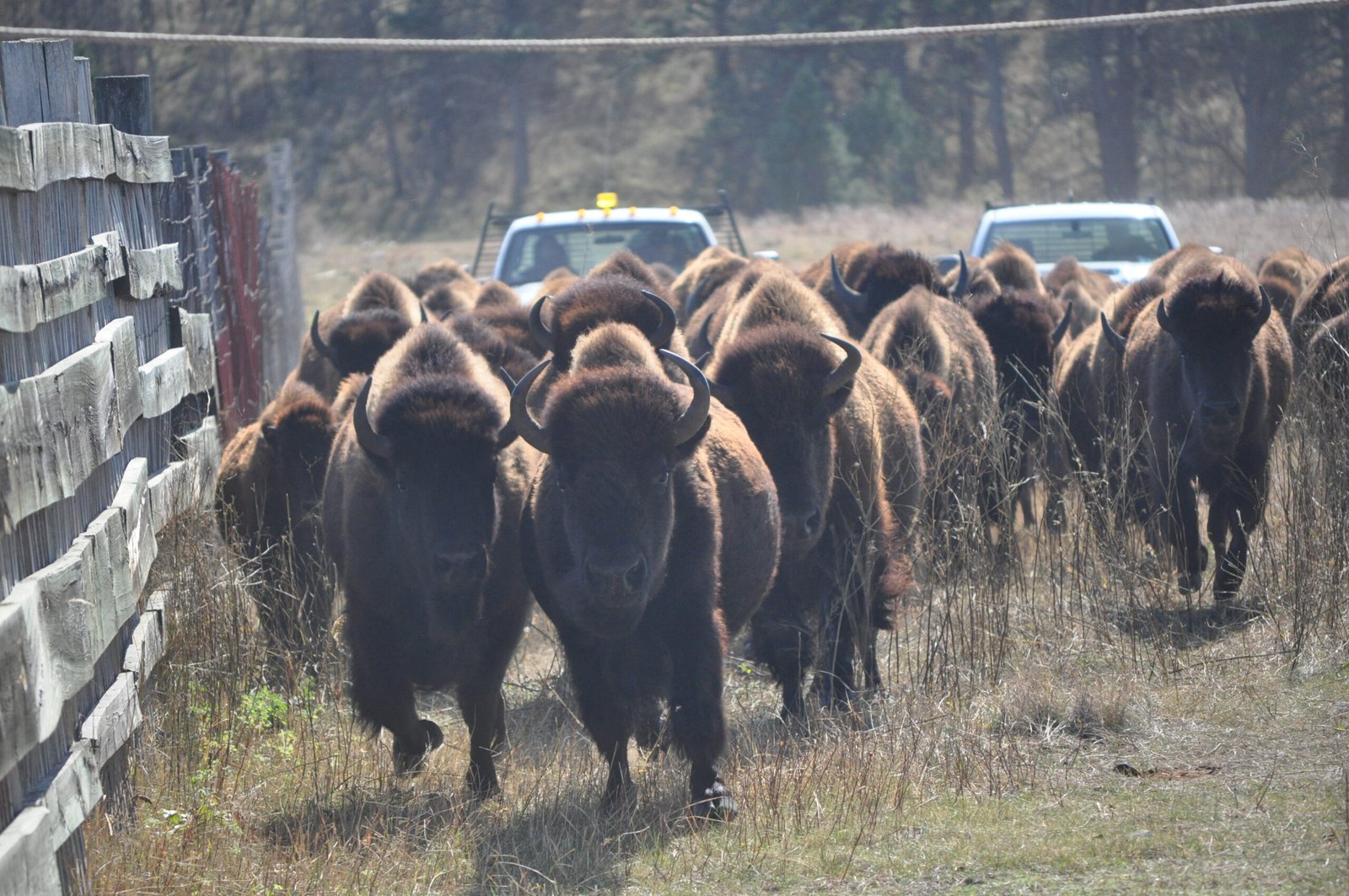 Challenges of Living with Bison (image credits: wikimedia)