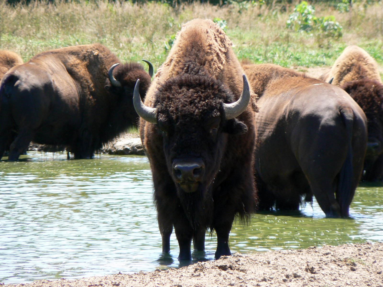 Why the Bison’s Comeback Matters for Us All (image credits: wikimedia)
