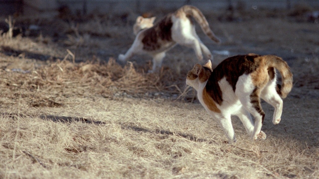 The Midnight “Zoomies” (image credits: wikimedia)
