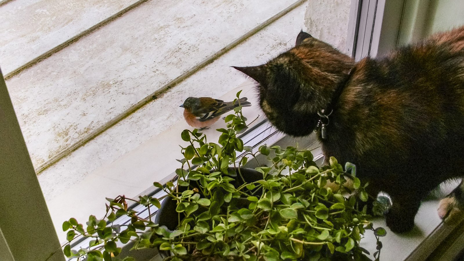 Chattering at Birds (image credits: wikimedia)