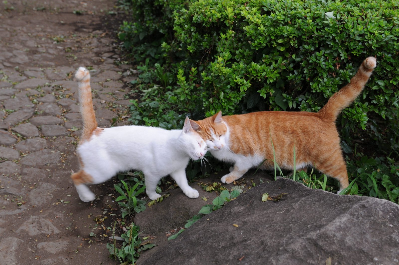 Tail Quivering (image credits: wikimedia)