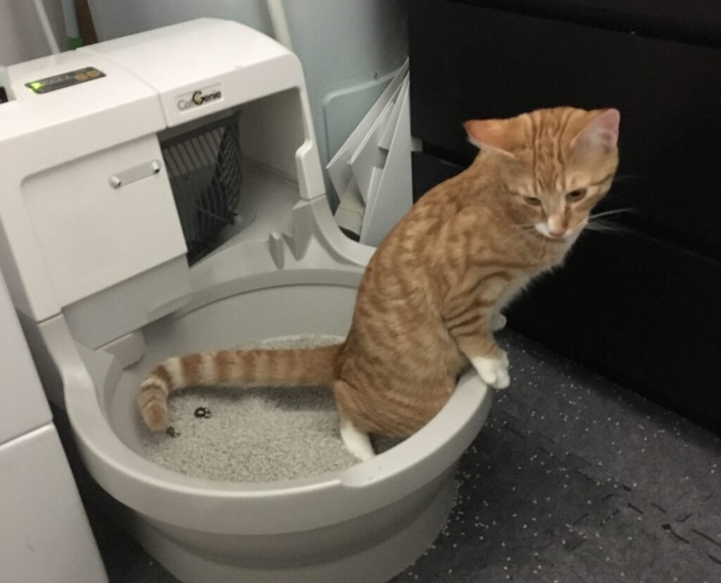Sudden Dashing After Using the Litter Box