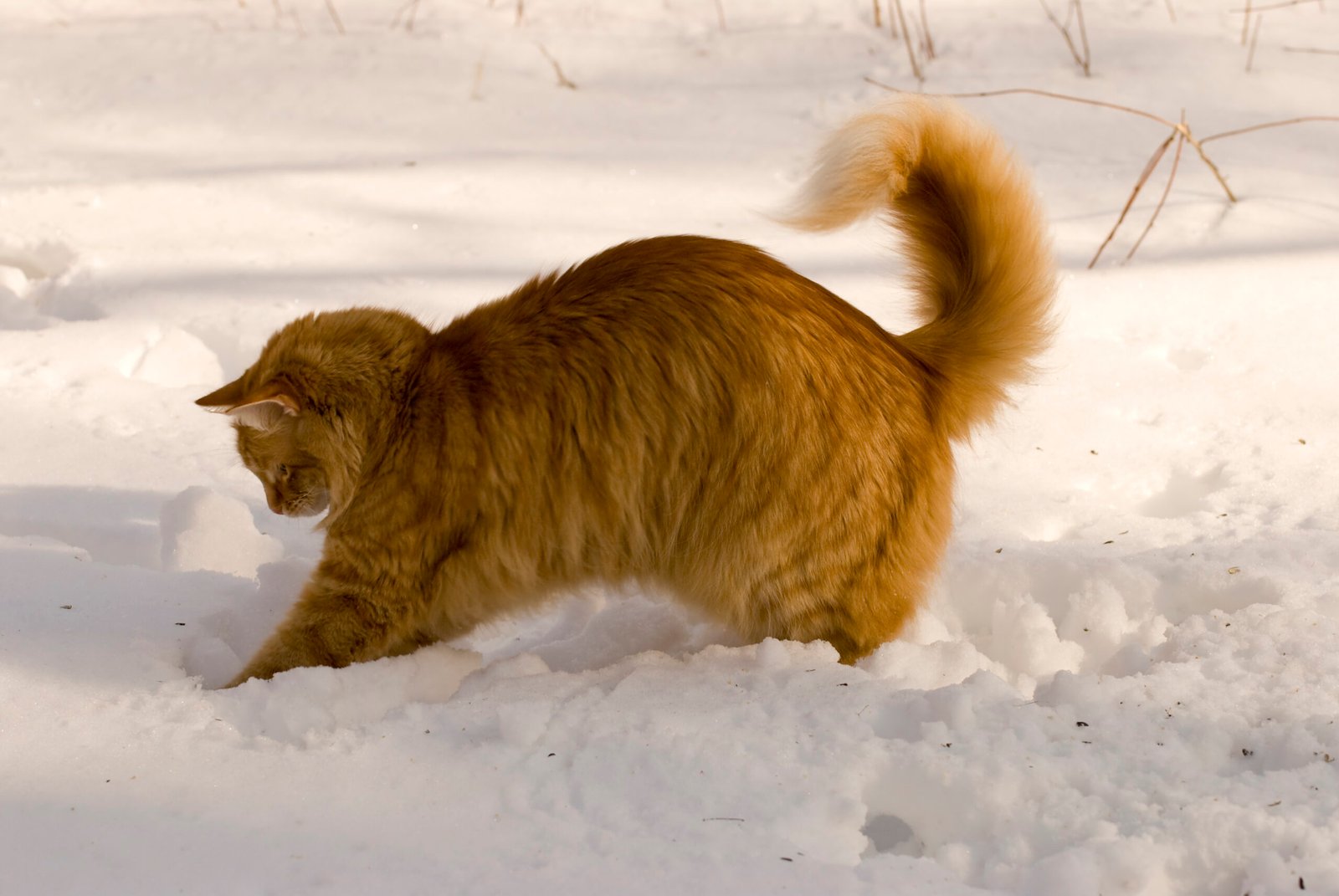 Stalking and Pouncing on Invisible Prey (image credits: wikimedia)