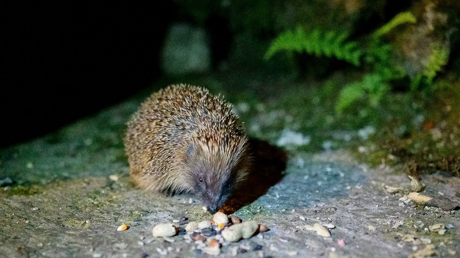 Understanding Hedgehog Habits (image credits: wikimedia)