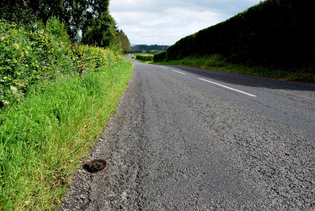 Dangerous Roads and Hedgehog Highways (image credits: wikimedia)