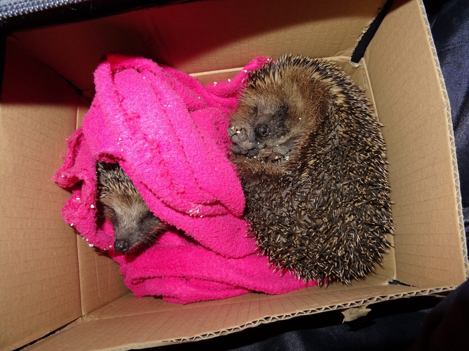 What to Do If You Find a Hedgehog in Trouble (image credits: wikimedia)
