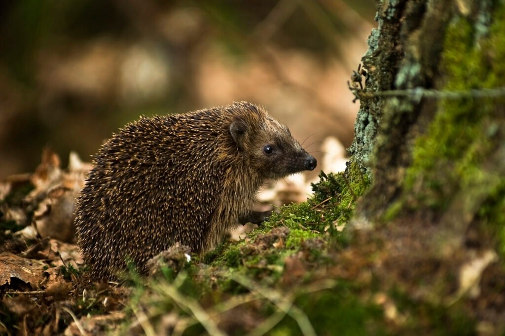 Why British Hedgehogs Are Disappearing — And How You Can Help from Your Backyard