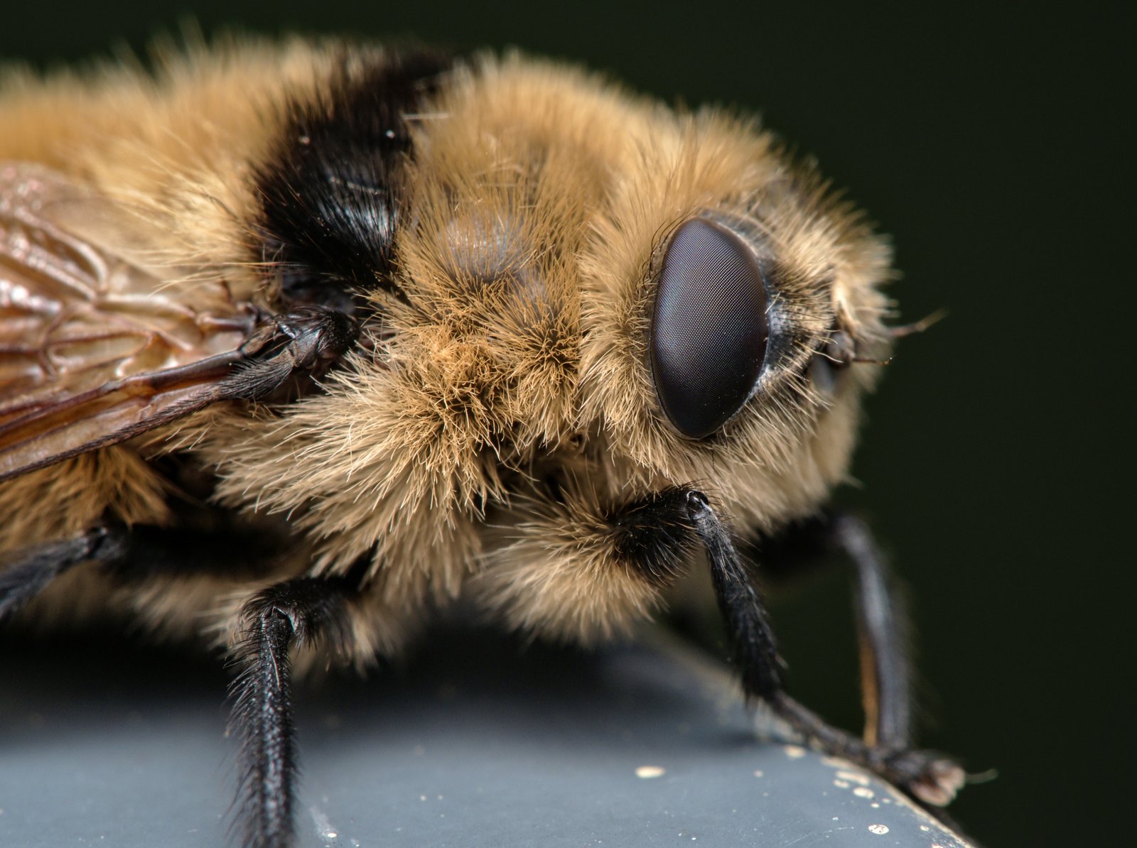 What Exactly Is a Botfly? (image credits: wikimedia)