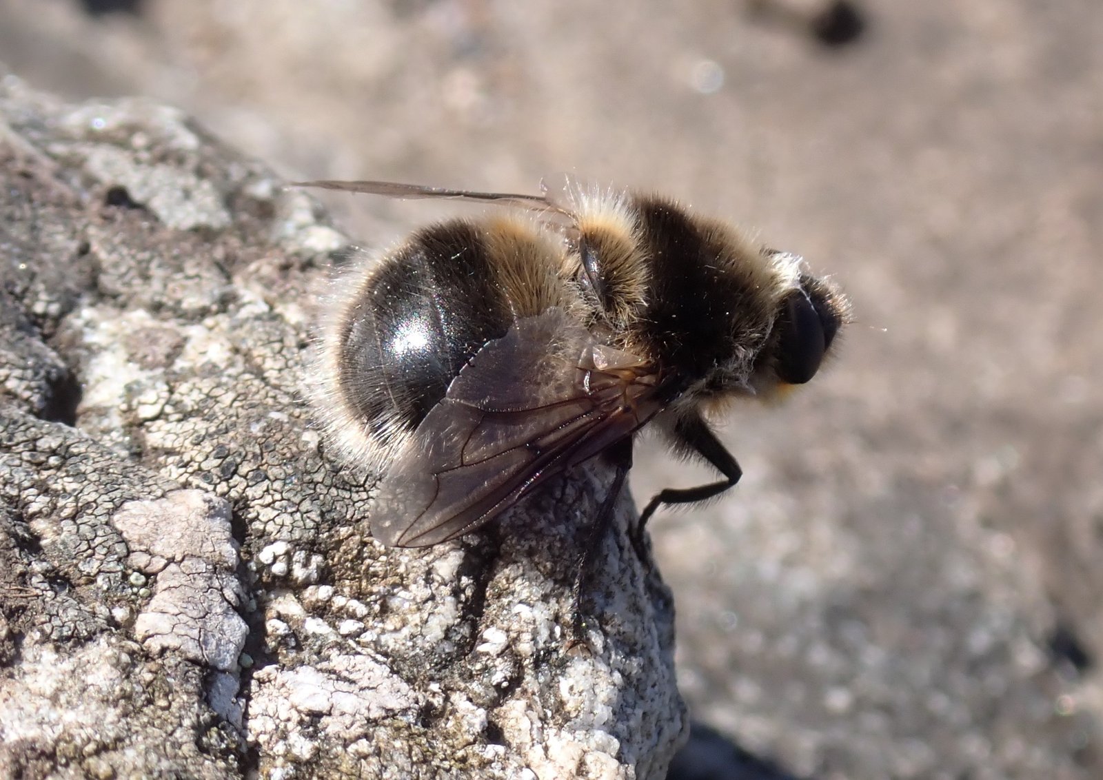 Evolutionary Wonders: Why Botflies Thrive (image credits: wikimedia)