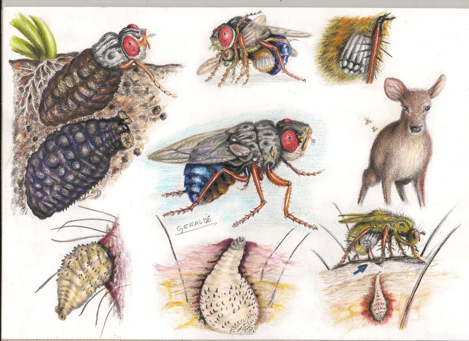 Botflies in Popular Culture and Folklore (image credits: wikimedia)