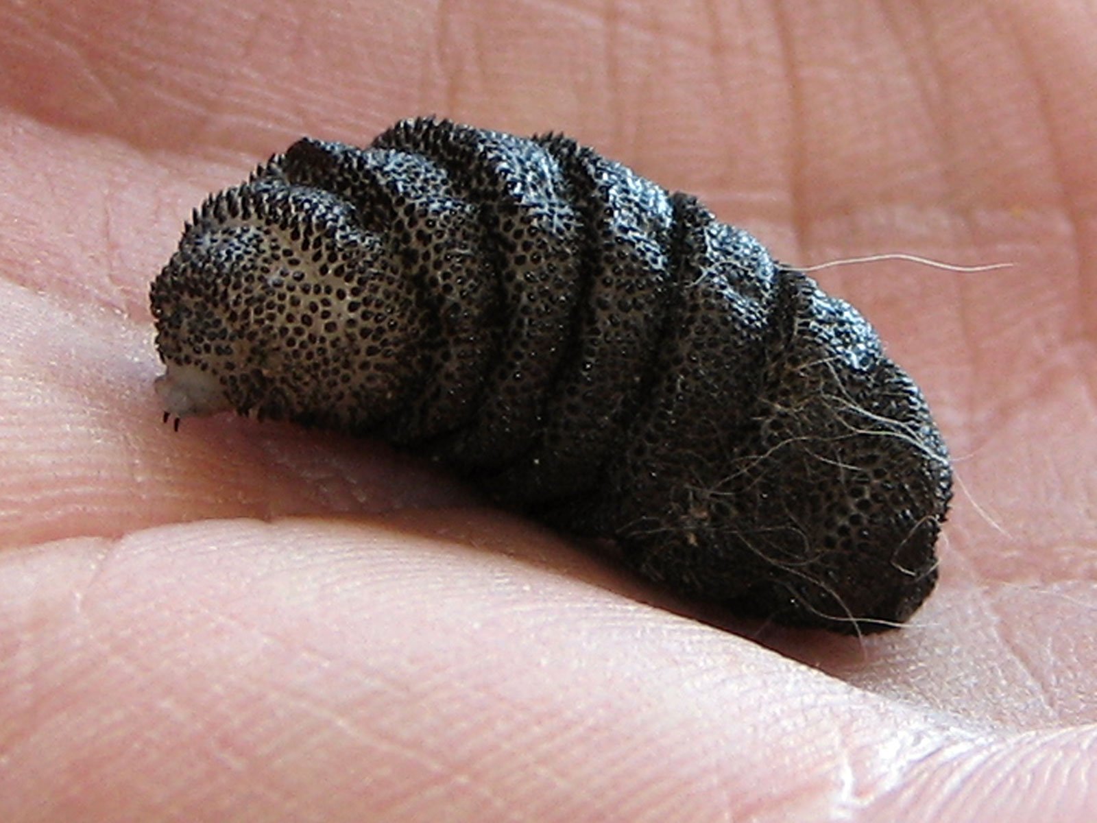 The Role of Botflies in Ecosystems (image credits: wikimedia)