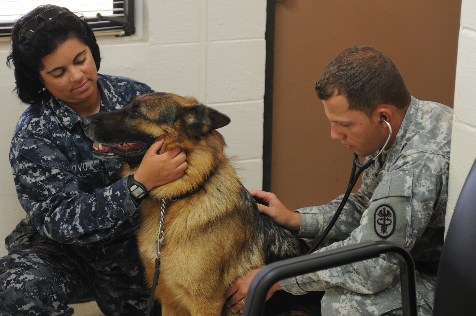 Cost and Accessibility: Making AI Available to All Pets (image credits: wikimedia)