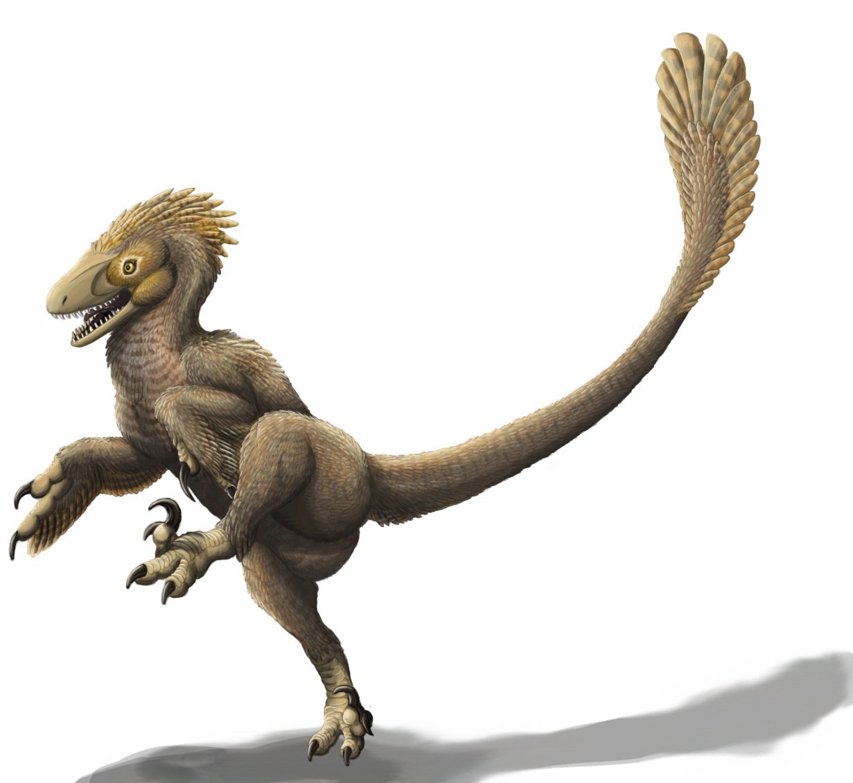 The Fierce Balaur: A Raptor with a Twist (image credits: wikimedia)