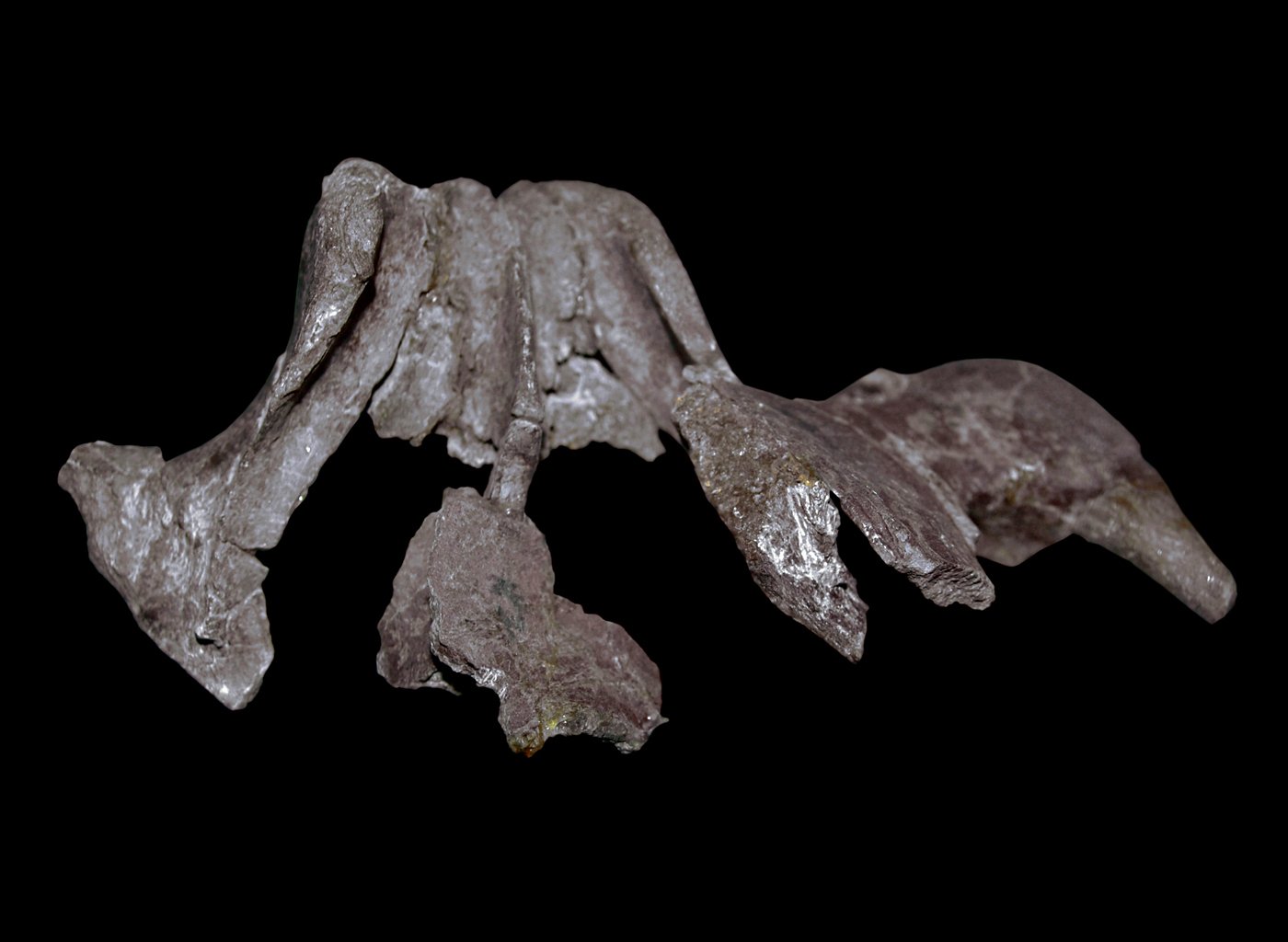 What Fossils Reveal: Piecing Together Ancient Lives (image credits: wikimedia)