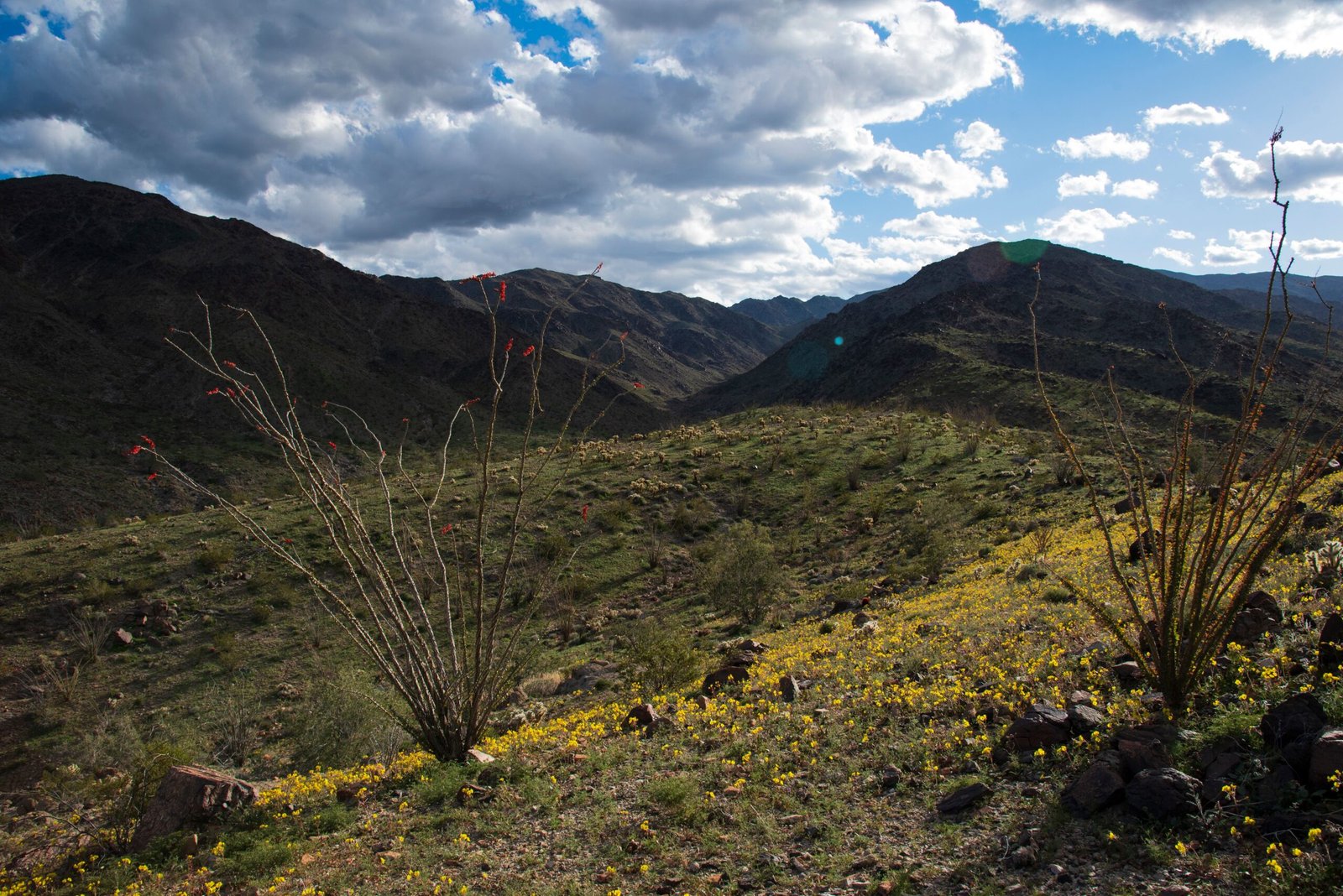 Ancient Ecosystems: Life Beyond Dinosaurs (image credits: wikimedia)
