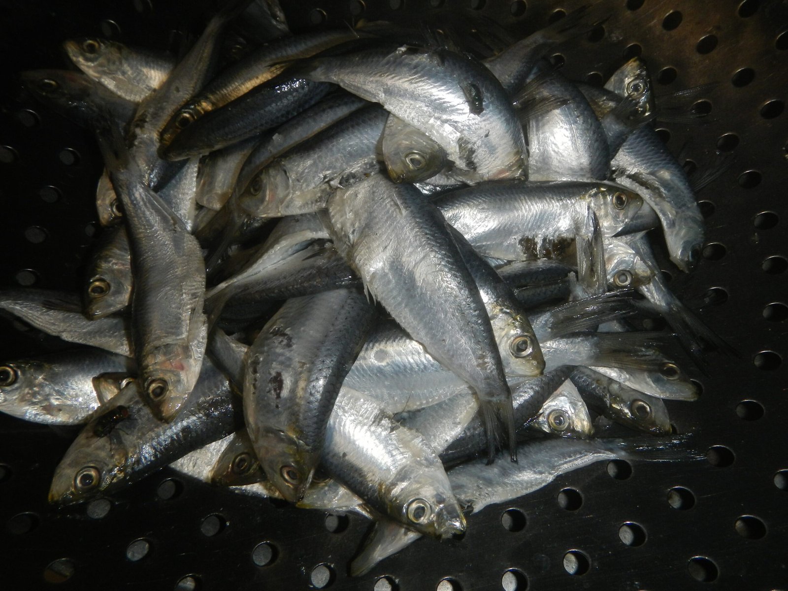 Taal Lake: Cradle of Life and Danger (image credits: wikimedia)